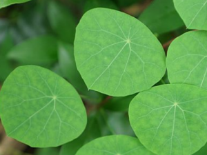 ����ȵ�Ĺ�Ч ����ȵ�η�ҩ�Է��ȿȴ�