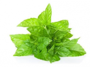 ʥ���յĹ�Ч ʥ���ճ�����ͷʹ����