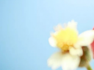 �������Ĺ�Ч ����������Ѫ������