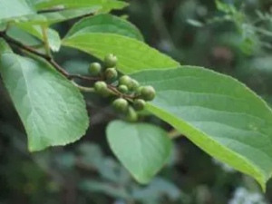 ������Ĺ�Ч���� ��������С�������