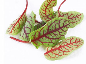 ��ģҶ�Ĺ�Ч���� ��ģҶ���������״���