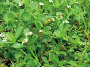 Ѽ���Ĺ�Ч���� Ѽ�������С����к