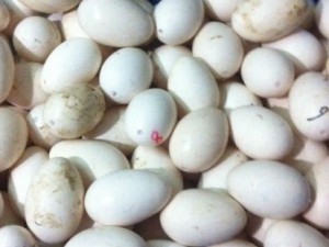 �쵰������Щ��Ч �쵰����Ӹ����ͷ