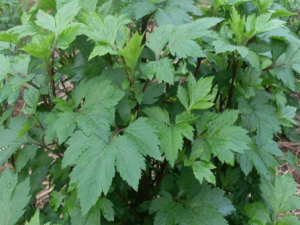 Ѽ�Ű��Ĺ�Ч���� Ѽ�Ű��ξ��ջ�ǰ��ʹ