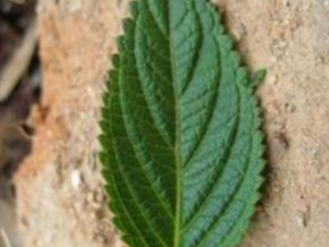 �ķ���Ĺ�Ч �ķ��ﳣ���ڸ�ð����