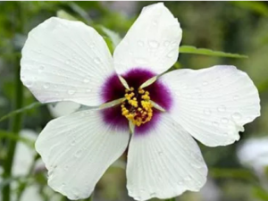 С���º�����Щ��Ч С���º�������Ѫ����©