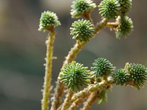 ����̫��Ĺ�Ч ����̫���η�Ӹ�ν��