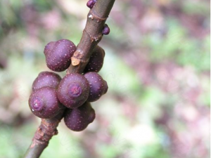 ̽ľĹЧ ̽ľηʪԹؽʹ