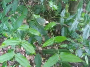 С���͵Ĺ�Ч���� С���ͳ�����ϸ��������