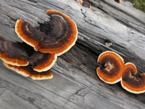 ���Ʊ�֥�Ĺ�Ч���� ���Ʊ�֥������˥��