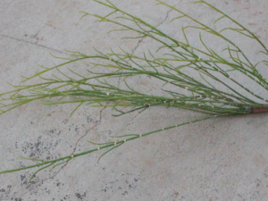 ֦ʾĹЧ ֦ʾθðҩԷ