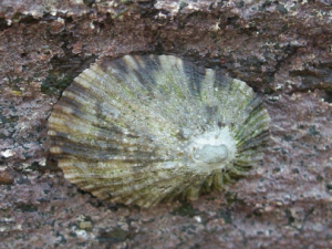 ñ���Ĺ�Ч���� ñ�������򾪰���֮��