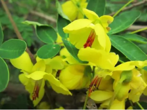 ����ţ�Ĺ�Ч ����ţ�������˷��ð