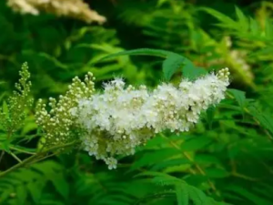 ��Ƥ�����Ĺ�Ч ��Ƥ����������ƶѪ