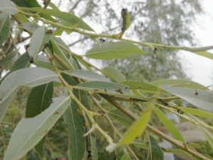 ɡ��Ĺ�Ч���� ɡ�������Ĥ��