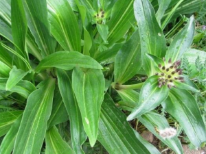 ��ܴ�Ĺ�Ч���� ��ܴ���ƹؽ�ʹ