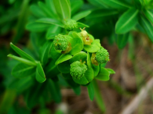 ��ꪵĹ�Ч���� �������ˮ������