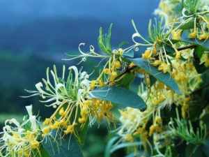 ˫���Ĺ�Ч���� ˫���ܽ�ѹ����Ѫ�嵨�̴�