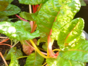 �q�Q�˵Ĺ�Ч �q�Q���q�Q�˵�ʳ�ý���