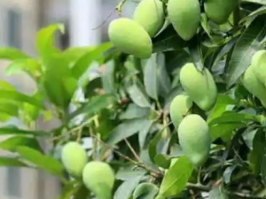 ·���̻�â����ʳ�ý���