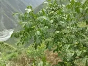 ��Ǽ�Ĺ�Ч���� ��Ǽ�������Ʒ�ʪ