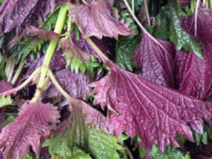 ���յ�ʳ�ý��� ��Щ�˲��˳�����