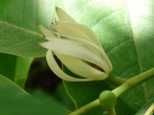 �����Ĺ�Ч���� ������η�ʪ��ʹ