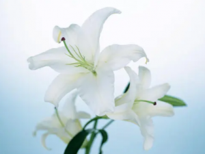 �ٺϵĹ�Ч���� ���԰ٺϿ����ֹ��