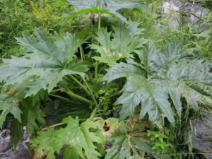 �����Ĺ�Ч���� ������к���ƽ�����