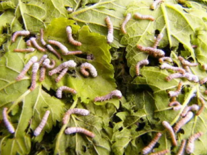 ���Ĺ�Ч���� ������Է纮����Ŀ��