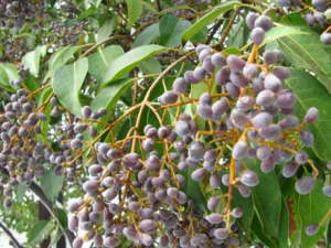 Ů���ӾƵĹ�Ч Ů���Ӿ�������˥��