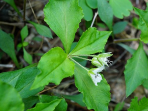 �����εĹ�Ч���� ����������Ƣ�����