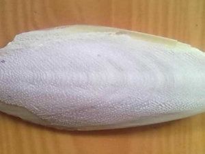 �����ǵĹ�Ч���� ������������ֹʹ����