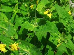 Ԫ��������Щ��Ч Ԫ�����ην�˿�Ѫ