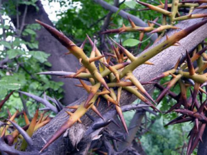 ���Ǵ̵Ĺ�Ч���� ���Ǵ����Ʋ�����֭��й