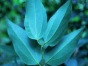 ���������Ĺ�Ч���� �����������ν�Ѣ����