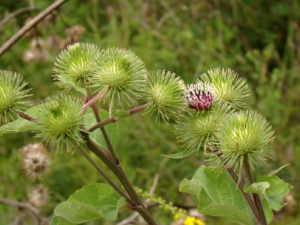 �����ӵĹ�Ч���� ���������ڷ��ȸ�ð