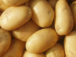 �ļ�û��ʳ�����׶������ʳ