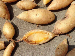 ������Ĺ�Ч���� ����������������ֹʹ�Ĺ���