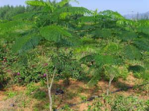 ����µĹ�Ч���� ��������ھÿ�����