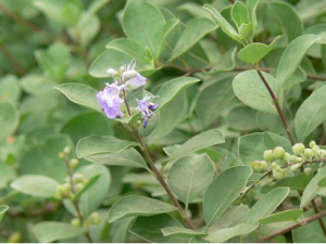 ��ɳ�����ƵĹ�Ч ��ɳ��������������ƫͷʹ