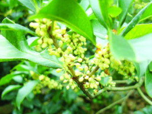 �������Ĺ�Ч���� ��������������Ѫ������ʹ��Ѫ