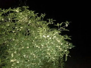 ����ƵĹ�Ч���� �����������̵���ڿ���