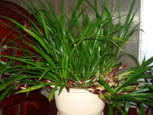 ����ݵĹ�Ч���� ���������������