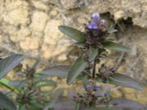 ��ͷ�µĹ�Ч ��ͷ�����ڸ�ðͷʹ