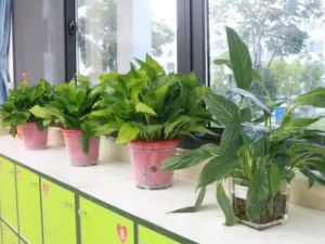 ��Ԫ����Щ��Ч ��Ԫ����������Ѫ