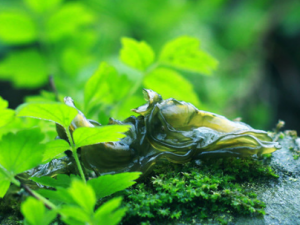 ĹЧ ȽⶾθֹʹĹЧ