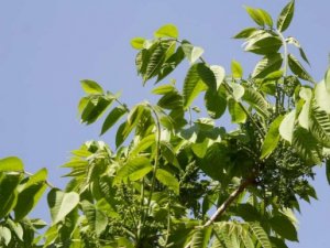 ����Ĺ�Ч���� �������ڸ�Ů�վ�