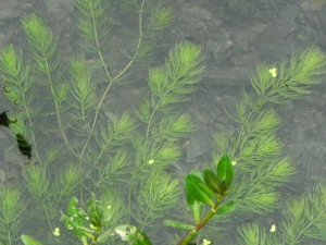 �����Ĺ�Ч���� ������������ɢ��