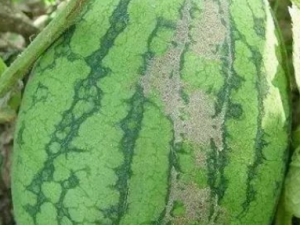 ʲô�������Ϻó� ��ѡ���ϵļ���